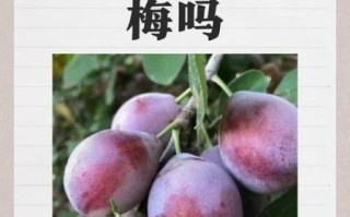 孕妇可以吃溜溜梅吗_孕期吃话梅注意事项