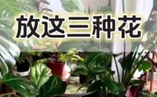 孕妇卧室适合放什么花_哪些花不能放