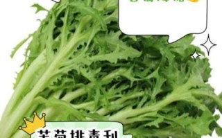 孕妇可以吃苦菊菜吗_苦菊菜孕妇能吃吗