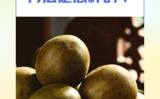 孕妇可以喝罗汉果水吗_罗汉果水的正确喝法