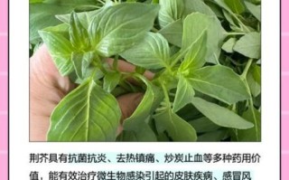 孕妇能吃荆芥吗_荆芥对孕妇的影响