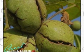 孕妇能吃生核桃吗_生核桃对胎儿的好处