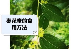 枣花蜜孕妇可以喝吗_孕期喝枣花蜜注意事项