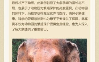 孕妇梦见大象是胎梦吗_孕妇梦见大象预示什么