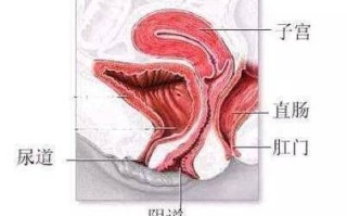 孕妇外阴图片正常吗_孕妇外阴变化图解