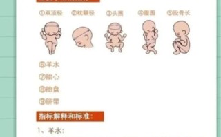 孕妇四维彩超什么时候做_四维彩超检查什么