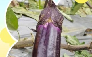 孕妇为什么不能吃茄子_孕期吃茄子对胎儿有影响吗