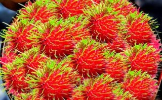 红毛丹孕妇可以吃吗_孕妇吃红毛丹注意事项