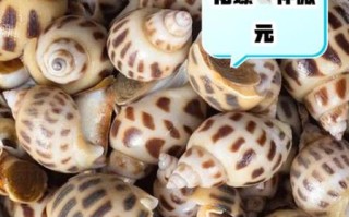 孕妇可以吃花螺吗_花螺对孕妇安全吗