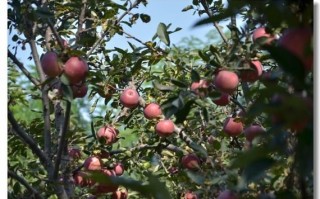 孕妇梦见摘苹果是什么意思_孕妇梦见摘苹果生男生女