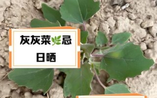 孕妇可以吃灰菜吗_灰菜对孕妇安全吗