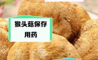 孕妇能吃猴头菇吗_猴头菇对孕妇的好处