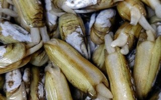 孕妇梦见蛏子是什么意思_孕妇梦见蛏子是生男生女