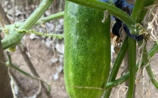 孕妇能吃黄瓜吗_孕期吃黄瓜的注意事项