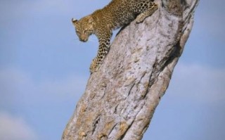 拍野生动物用什么镜头_野生动物摄影镜头推荐