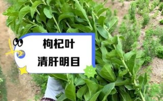 孕妇可以吃枸杞叶吗_枸杞叶对孕妇有什么好处