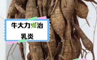 孕妇可以吃牛大力汤吗_牛大力汤对孕妇的影响