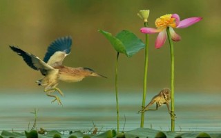 飞鸟慢镜头怎么拍_飞鸟慢动作拍摄技巧