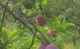 灰子水果孕妇可以吃吗_灰子水果对胎儿有影响吗