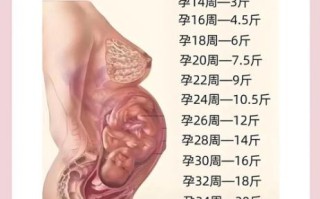 孕妇体重增长标准_孕期体重怎么控制
