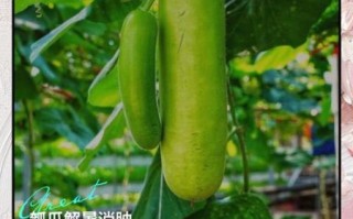 孕妇能吃葫芦瓜吗_葫芦瓜对胎儿有影响吗