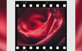 索尼美食镜头推荐哪款_索尼微距镜头怎么选