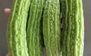 孕妇不能吃苦瓜吗_孕早期吃苦瓜会流产吗