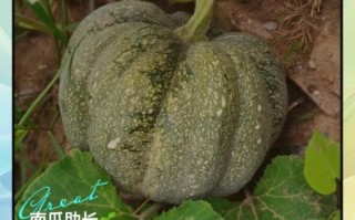 孕妇能吃南瓜吗_南瓜对胎儿好吗