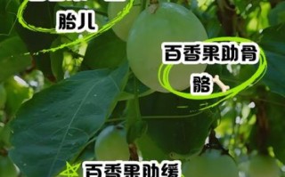 孕妇能吃百香果吗_百香果对胎儿的好处