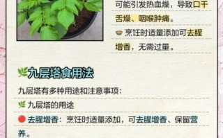 九层塔孕妇可以吃吗_孕期吃九层塔安全吗