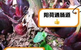 孕妇能吃阳荷吗_阳荷对孕妇有什么好处