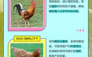 孕妇吃母鸡好还是公鸡好_孕期吃公鸡更营养吗