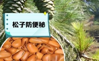 孕妇吃松子对胎儿好吗_孕妇吃松子有什么好处