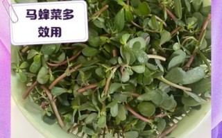马蜂菜孕妇可以吃吗_孕妇吃马蜂菜注意事项
