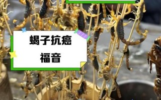 孕妇能吃蝎子吗_孕期吃蝎子安全吗