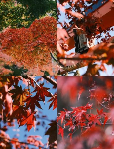 枫叶镜头适合拍什么_枫叶镜头怎么选-第3张图片-星辰妙记 枫叶镜头适合拍什么_枫叶镜头怎么选-第3张图片-星辰妙记