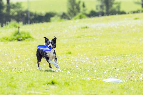 拍狗镜头怎么选_拍狗用什么焦段-第1张图片-星辰妙记 拍狗镜头怎么选_拍狗用什么焦段-第1张图片-星辰妙记