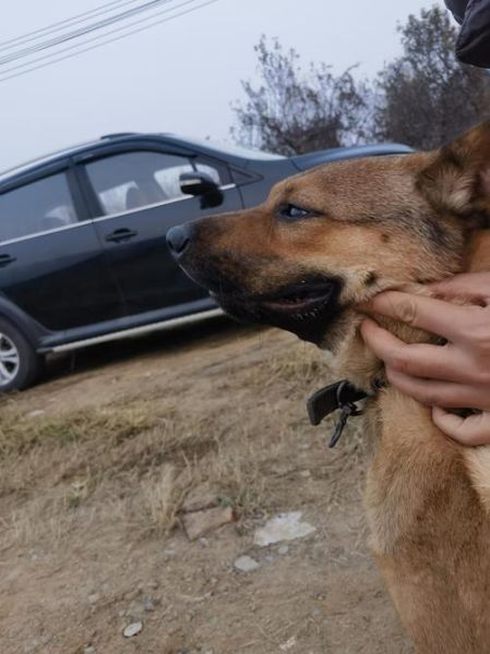 拍狗镜头怎么选_拍狗用什么焦段-第2张图片-星辰妙记 拍狗镜头怎么选_拍狗用什么焦段-第2张图片-星辰妙记