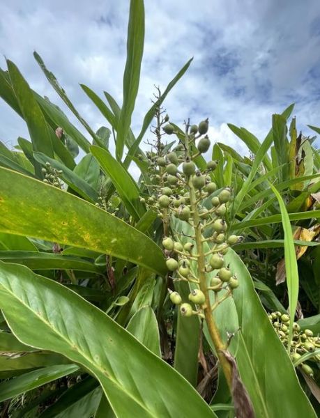 孕妇可以吃山姜头吗_山姜头对孕妇的影响-第2张图片-星辰妙记 孕妇可以吃山姜头吗_山姜头对孕妇的影响-第2张图片-星辰妙记