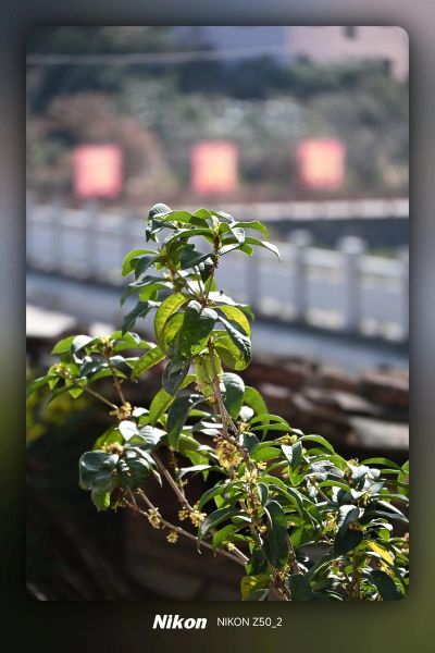 尼康18140镜头怎么样_适合拍什么题材-第3张图片-星辰妙记