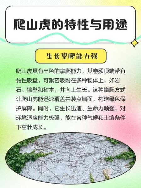爬山虎怎么写作文_爬山虎的特点有哪些-第3张图片-星辰妙记