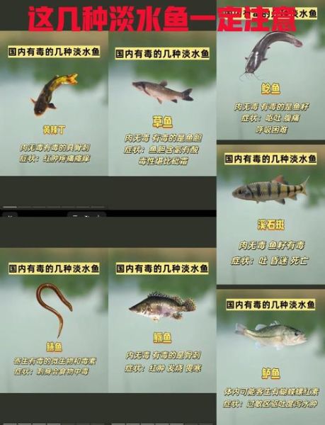 孕妇可以吃黄辣丁鱼吗_黄辣丁鱼孕妇食用禁忌-第1张图片-星辰妙记 孕妇可以吃黄辣丁鱼吗_黄辣丁鱼孕妇食用禁忌-第1张图片-星辰妙记