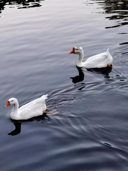 大白免镜头怎么样_大白免镜头适合拍什么-第3张图片-星辰妙记