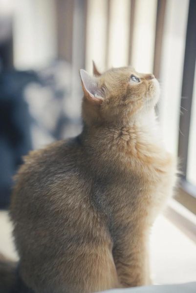 为什么猫咪总躲镜头_怎么拍才不跑-第3张图片-星辰妙记 为什么猫咪总躲镜头_怎么拍才不跑-第3张图片-星辰妙记