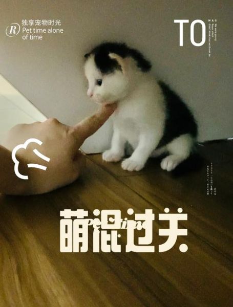 为什么猫咪总躲镜头_怎么拍才不跑-第2张图片-星辰妙记 为什么猫咪总躲镜头_怎么拍才不跑-第2张图片-星辰妙记