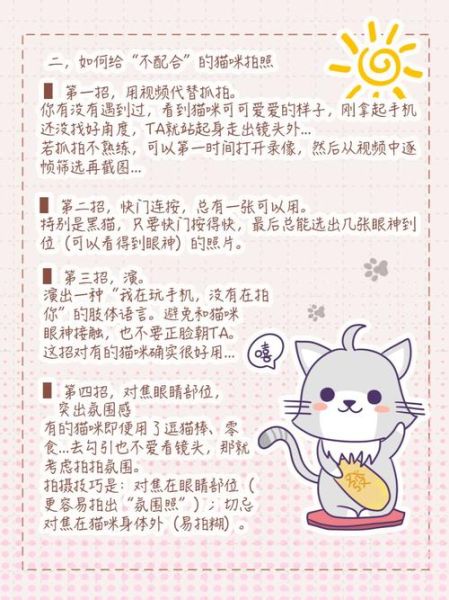 为什么猫咪总躲镜头_怎么拍才不跑-第1张图片-星辰妙记 为什么猫咪总躲镜头_怎么拍才不跑-第1张图片-星辰妙记