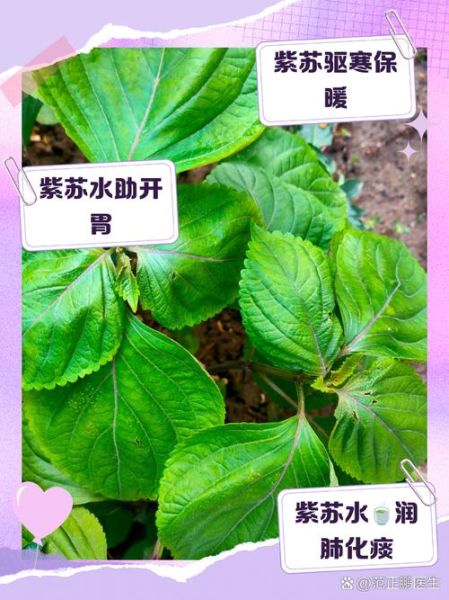 孕妇可以喝紫苏水吗_紫苏水对胎儿有影响吗-第2张图片-星辰妙记 孕妇可以喝紫苏水吗_紫苏水对胎儿有影响吗-第2张图片-星辰妙记