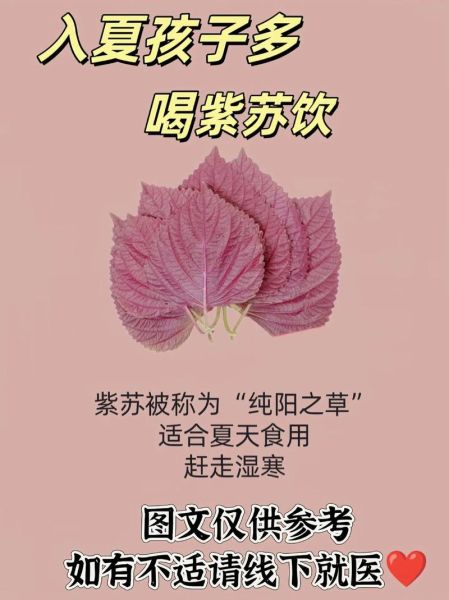 孕妇可以喝紫苏水吗_紫苏水对胎儿有影响吗-第1张图片-星辰妙记 孕妇可以喝紫苏水吗_紫苏水对胎儿有影响吗-第1张图片-星辰妙记