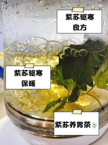 孕妇可以喝紫苏水吗_紫苏水对胎儿有影响吗-第3张图片-星辰妙记 孕妇可以喝紫苏水吗_紫苏水对胎儿有影响吗-第3张图片-星辰妙记