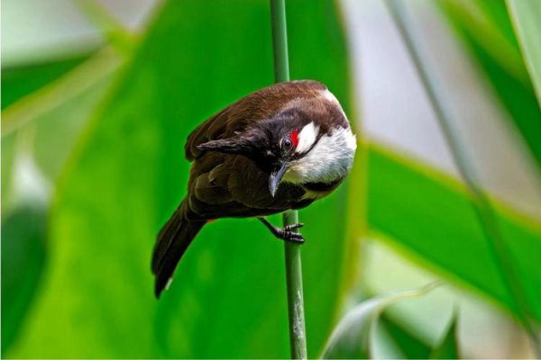 尼康打鸟镜头推荐_哪款最适合新手-第2张图片-星辰妙记